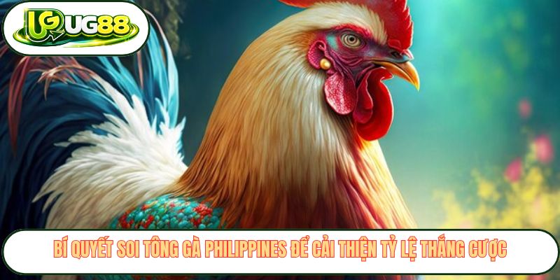 Bí quyết soi tông gà Philippines để cải thiện tỷ lệ thắng cược