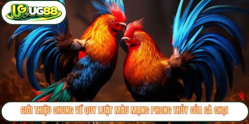 Giới thiệu chung về quy luật màu mạng phong thủy của gà chọi